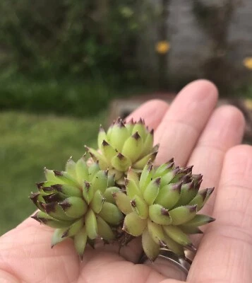 3 X Hardy Succulents Sempervivum Reinhard Baby Plants。 • £4.50