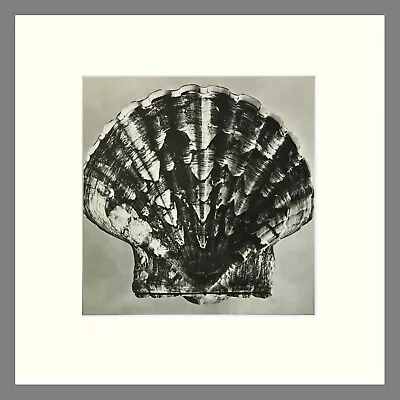 Shell - Scallop Pectin Black & White Matted Photogravure Print - 16 X 16 • $59