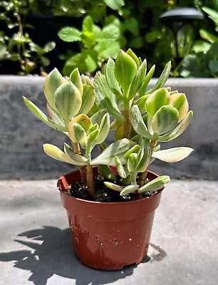 Crassula Ovata ‘Tricolor’ Variegated Jade Live Plant In 4” Inch Pot W/ Soil • $16.99