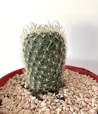 Rebutia Sp. Cactus • $11.40