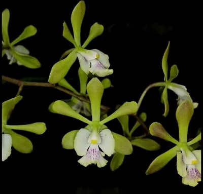 Epi. Mabel Kanda Orchid Plant Encyclia Epidendrum Hybrid • $45