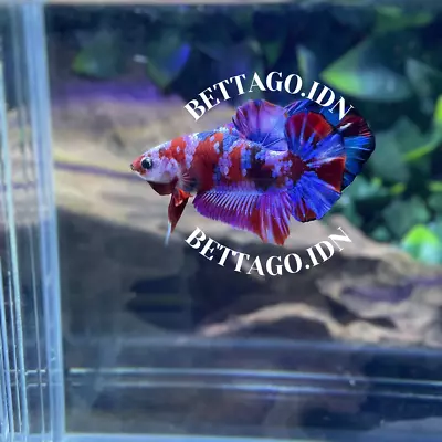 Betta Fish Live HMPK RED KOI GALAXY MALE | W018 • $18.50