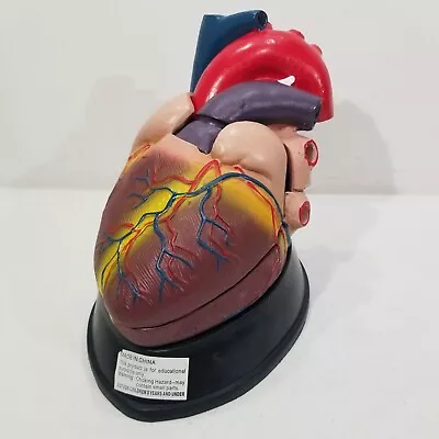 Medical Anatomical Human Jumbo Heart Model 3-Part 3X Enlarged + Stand COMPLETE! • $64.99