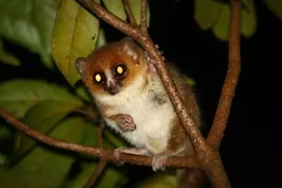 MOUSE LEMUR GLOSSY POSTER PICTURE PHOTO PRINT Madagascar Primates Monkey 4819 • $14.99