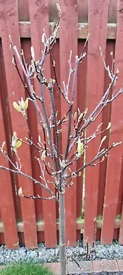 1 X 5/6FT LARGE MAGNOLIA  X SOULANGEANA PLANT -  20L Pot  • £65