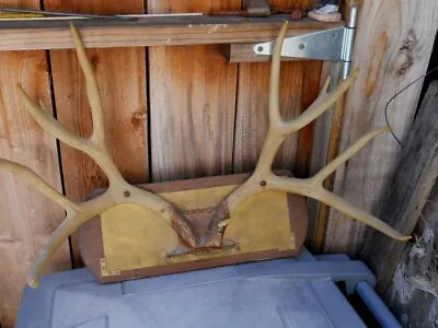 Vintage Deer 4 Point Antler Set  19  Tall/ Long X 27   Wide Brass Backing • $75