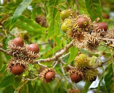 15 Sawtooth Oak Acorns Seeds For Planting No Caps • $6