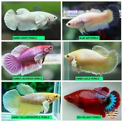 Live Betta Fish Female Sorority Lavender White Gold Dumbo Red Hellboy & More • $15.95