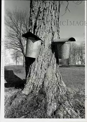 1983 Press Photo Sap Buckets On Trees Collecting For Maple Syrup In Whatley. • $19.99