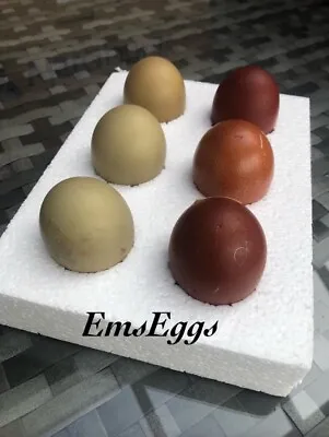 Mars Bar Olive Eggers X3 Copper Maran X3 Hatching Eggs Fertile Chickens. • £13.50