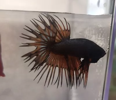 Live Male Betta Fish - Black Orange Crowntail • $16