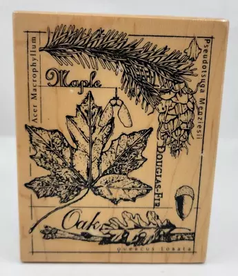 PSX Leaf Collage Wood Mount Rubber Stamp K-3522 Maple Oak Douglas Fir Acorn • $8.99