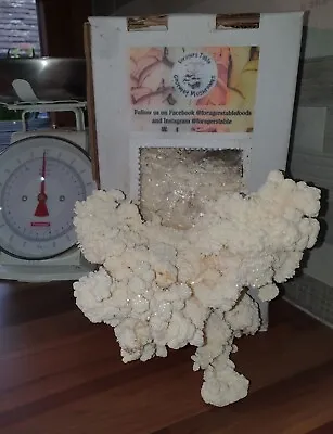 Mushroom Grow Kits Coral Tooth Ready To Fruit Mushrooms Unusual Like Lions Mane • £15