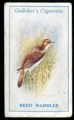 Tobacco Card Gallaher BRITISH BIRDS By GEORGE RANKIN 1923 Reed Warbler #29 • £2