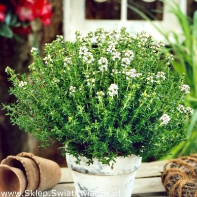 £2.89 • Buy Tymianek Thyme Vegetable Herbs Polish Parsley Seeds Nasiona