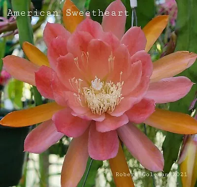 Epiphyllum Seeds ('American Sweetheart' X 'Sonnenuntergang') Orchid Cactus Seeds • $8