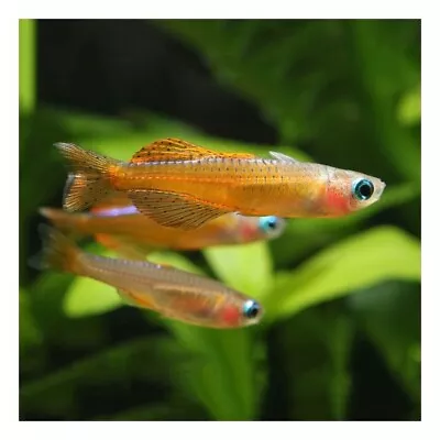 Neon Red Rainbow Fish - Pseudomugil Tropical Rainbowfish • £4.95
