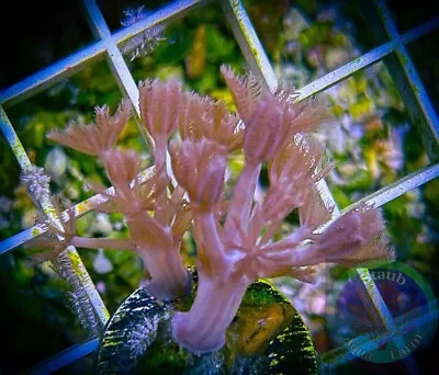 SAF~ “WYSIWYG” Pulsing Xenia Frag LPS SPS Soft Coral Colony Anthelia Kenya • $19.99