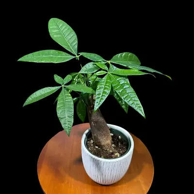 Lucky Money Tree Stump-Lucky Starter Houseplant-Easy Care Tall Indoor Live Plant • $14.99