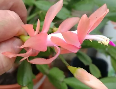 2x  Pale Orange Rooted Zygocactus Succulent Plant Cuttings Schlumbergera • $10