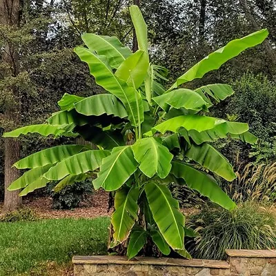 Musa Basjoo Hardy Japanese Banana Plants 2 Litre Pots RHS AGM • £13.80