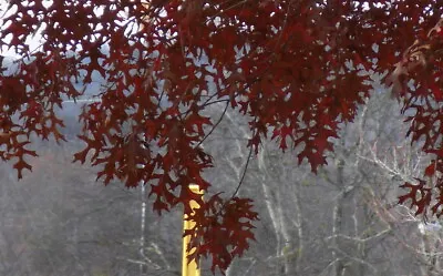 PRE SALE Scarlet Oak Tree Seed Ling Bonsai Shade Quercus Coccinea Acorn • $18.99