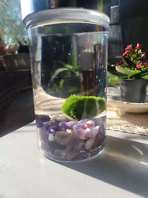 DIY Marimo Moss Ball Aqua Crystal Terrarium: The Cutest Hard To Kill Houseplant • $40