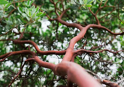Dr. Hurd Manzanita Tree Landscape Focal Point Pre-Bonsai Or Native Garden • $34.95