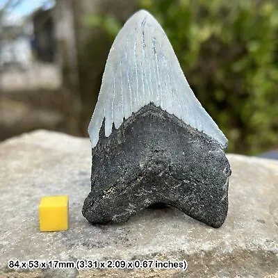 Carcharodon Megalodon Fossil Shark Tooth From Miocene USA • £180