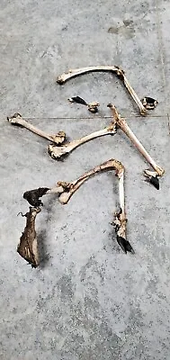 Lot Of 2 Real Authentic Deer Leg Bones Animal Deer Bones Naturally Sourced • $34.99