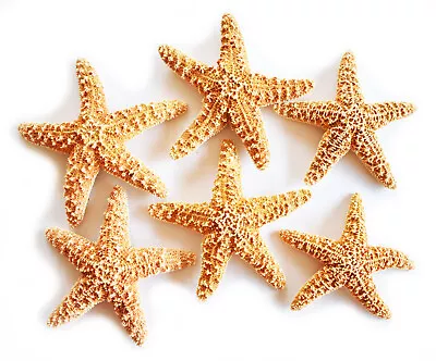 Set Of 6 Sugar Starfish 4-5  Beach Wedding Decor Nautical Crafts Coastal Art • $26.99