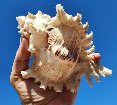 Large 8 Inch Murex Chicoreus Ramosus  Seashell Beach Ocean Decor Sea Shell • $32