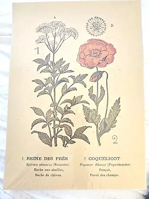 Vintage Style French Flora Flower Print Poster • $12.99