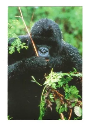 Vintage Mountain Gorilla Print/Postcard Wildlife Conservation Society 5.75  • $3.95