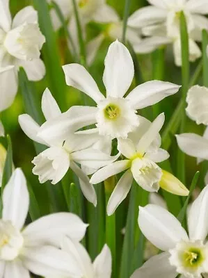 Narcissus 'thalia' Hardy Flower Bulbs Fragrant Petite Daffodils Spring Garden!!! • $8.39