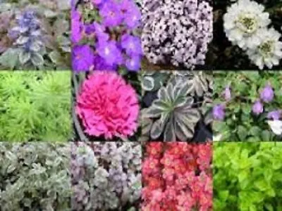 20x Salvia Perennial Hebe Shrub Conifer Alpine Mixed Plant Plugs Clearance Offer • £17.49