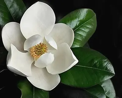 8 Cuttings Of Southern Magnolia Grandiflora Tree For Rooting Grafting • $9.99