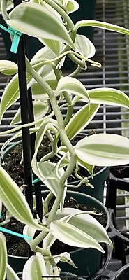 ONE FOOT CUTTING WHITE Variegated Vanilla Planifolia Orchid Variegata ~~ • $9.99