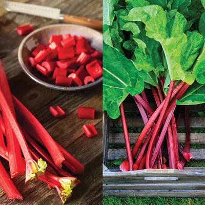 Rhubarb Hardy Garden Vegetable Pot Plant 1 X 3 Litre Potted Varieties T&M • £19.99