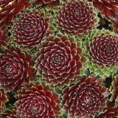 Sempervivum Cinnamon Starburst - Houseleek | Evergreen Potted Succulent Plant • £11.99