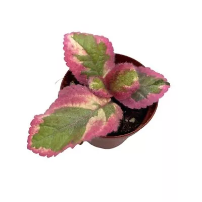 Variegated Flame Violet 2 Inch Pot Pink Dreams Episcia Cupreata Unique Homeg • $39.99