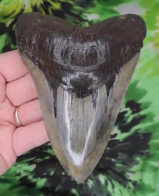 Megalodon Sharks Tooth 4 15/16  Inch Fossil Sharks Teeth Tooth • $51