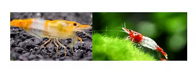 Orange & Red Rili Shrimp Mix Neocaridina Freshwater FREE Trumpet Snails Cherry • £23