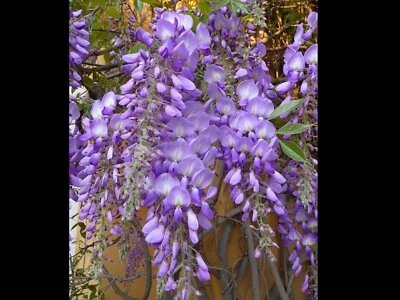 £3.99 • Buy Wisteria Sinensis Seeds ~ Packet Of 5 Fresh Seeds ~ Gift ~ Bonsai ~ Gardeners ~