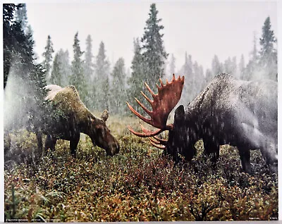 20  1990s Print Americana Wall Art Decor Moose Alaska Forestscape • $19.99