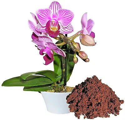 Fast Draining & Clean Coir Based Orchid Soil Peat Free Orchid Potting Compost • £5.99