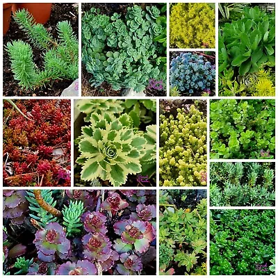 Hardy Sedum Succulents Unrooted Cuttings Colourful Rare Varieties Rockery Plants • £2.99