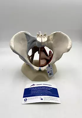 3B Scientific H20/3 Female Pelvis Skeleton Model W/Ligaments/Muscles/Organs 4pt • $489.95