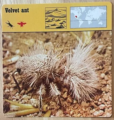 VELVET ANT 1977 EDITIONS RECONTRE 4 3/4  X 4 3/4  CARD • $9.97