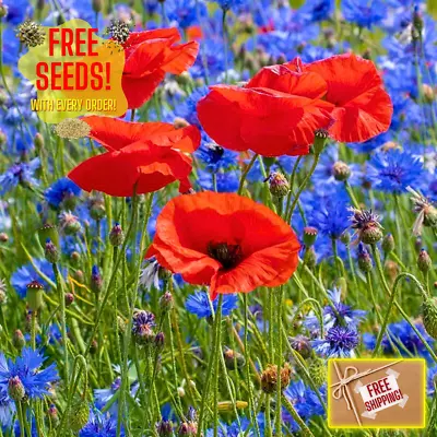 Fresh Red Poppy Seeds | Heirloom Non-GMO | Most Popular Flower |  Flower Seeds • $3.32